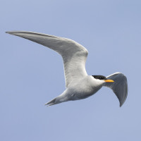 Black-fronted Tern